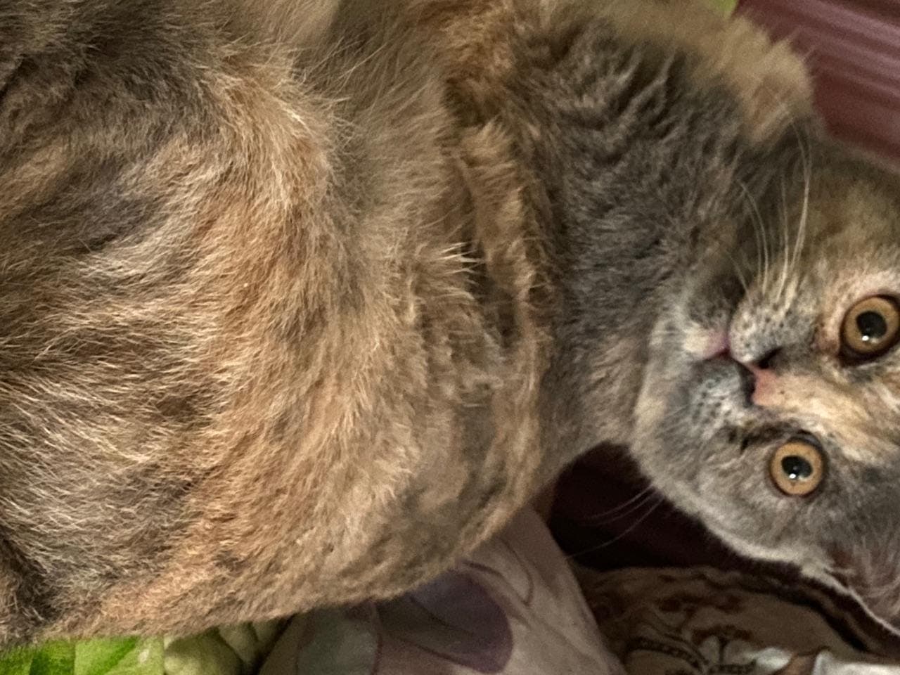 Персийска котка — снимка 1