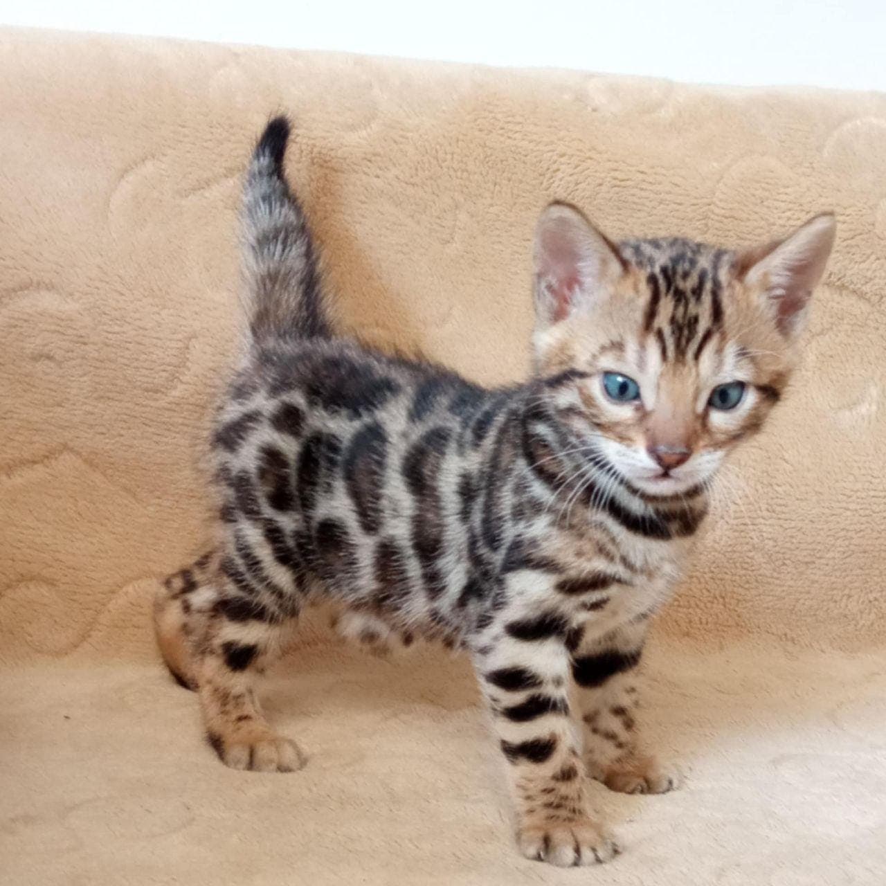 Бенгалски котенца — снимка 1