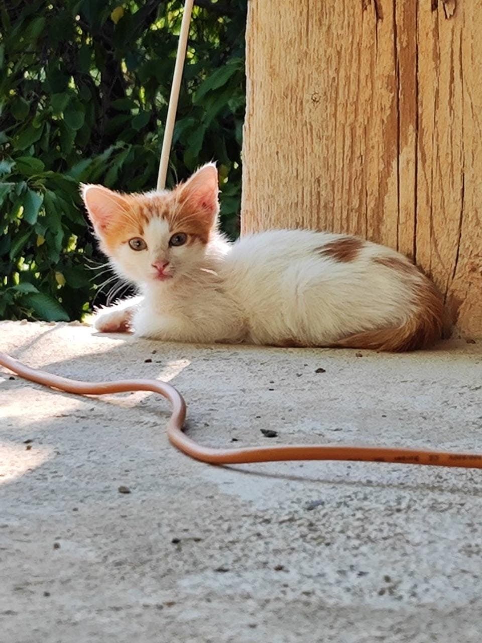 Подарявам котенца — снимка 1
