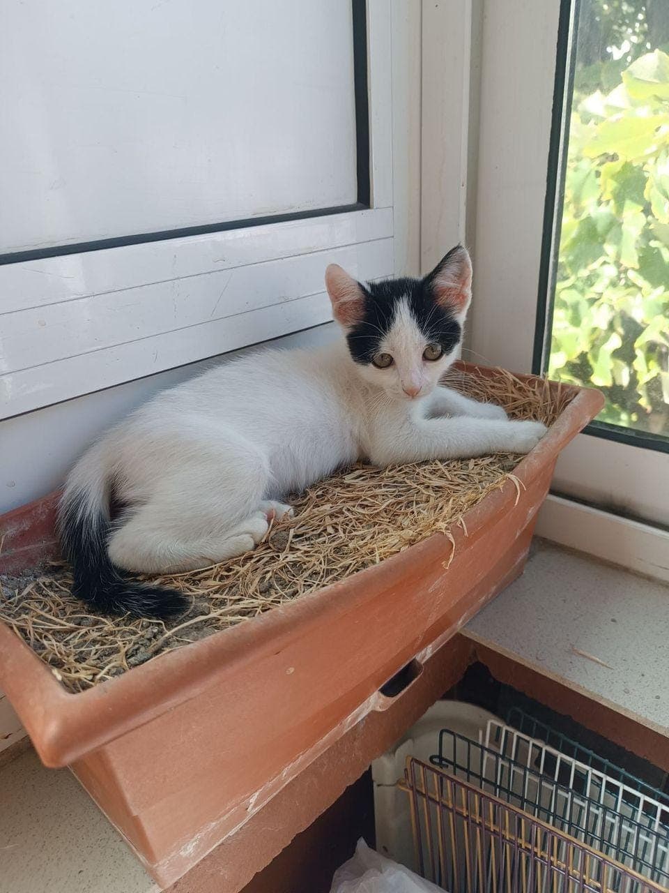 Подарявам женско коте — снимка 1