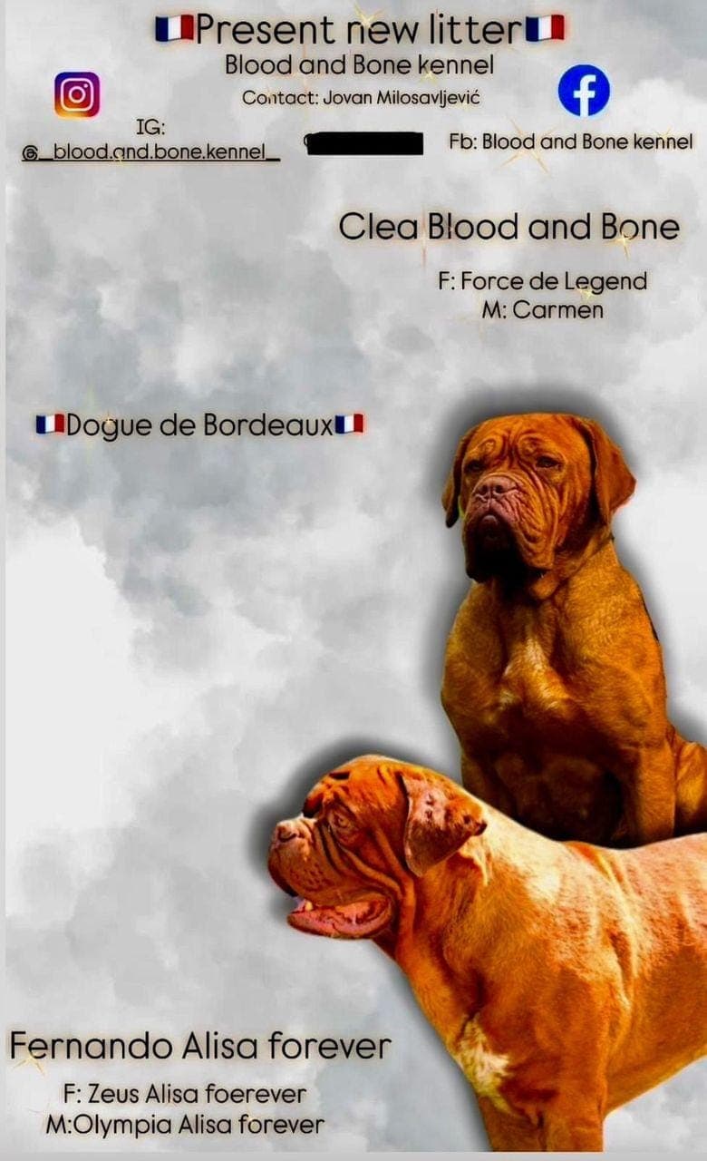 Dogue de Bordeaux Бордо Дога кученца — снимка 1