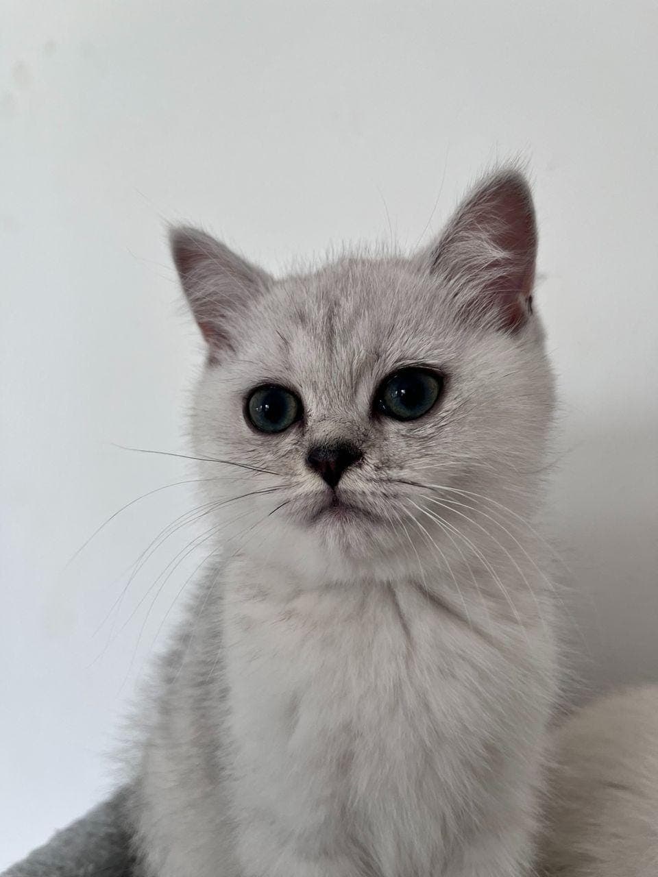 Шотландски котенца — снимка 1