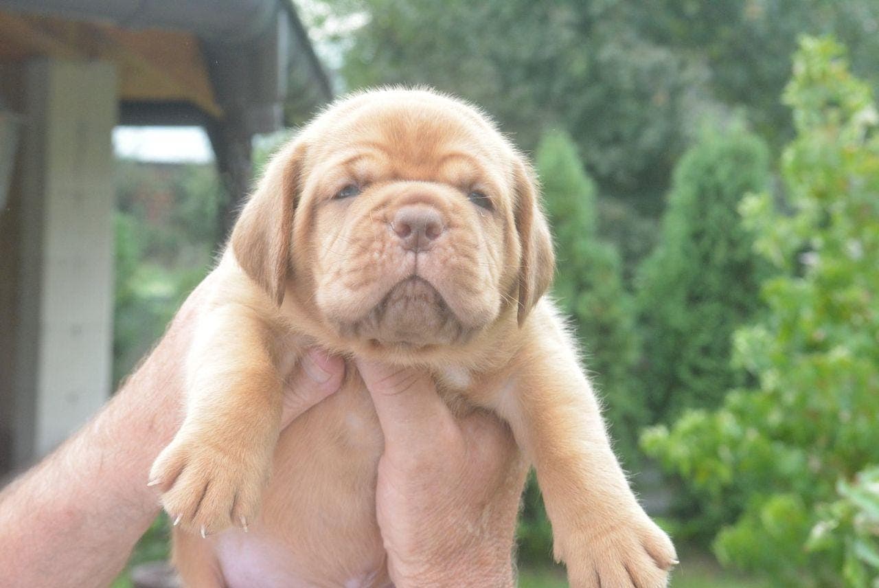 Бордоска Дога (Dogue de Bordeaux) красиви кученца — снимка 1