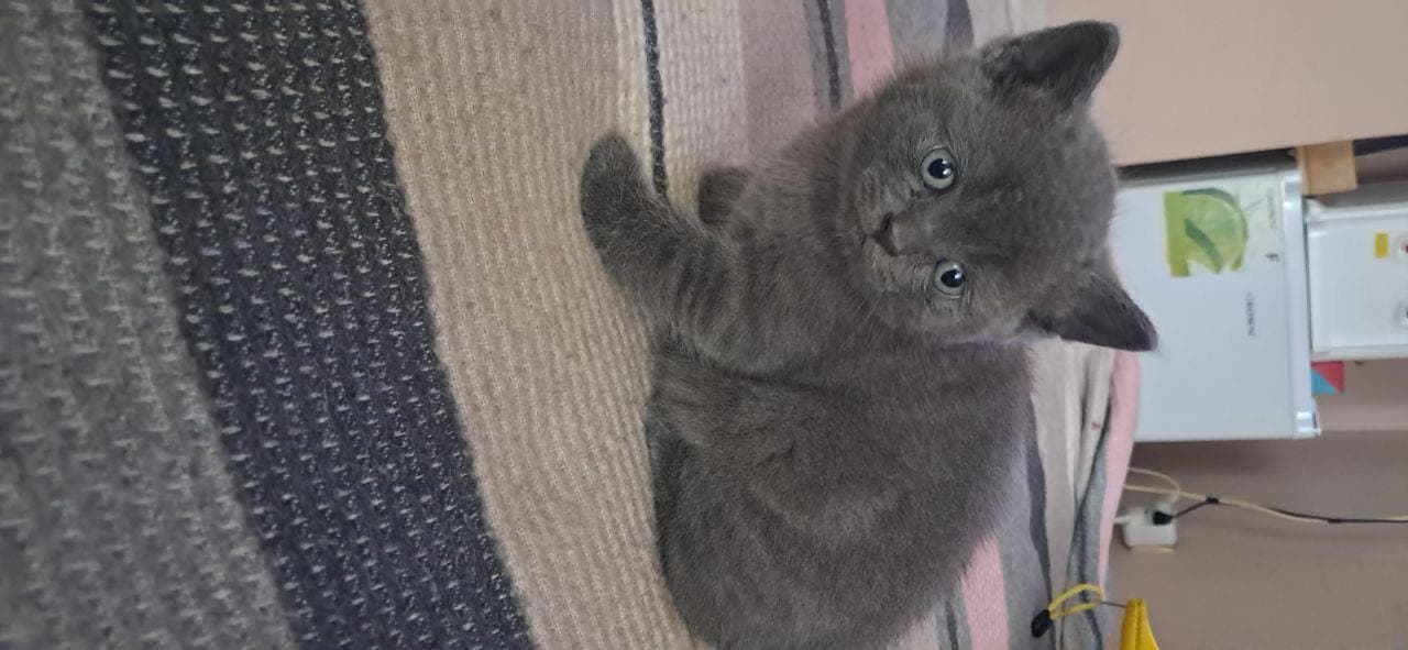 Продавам британско коте — снимка 1