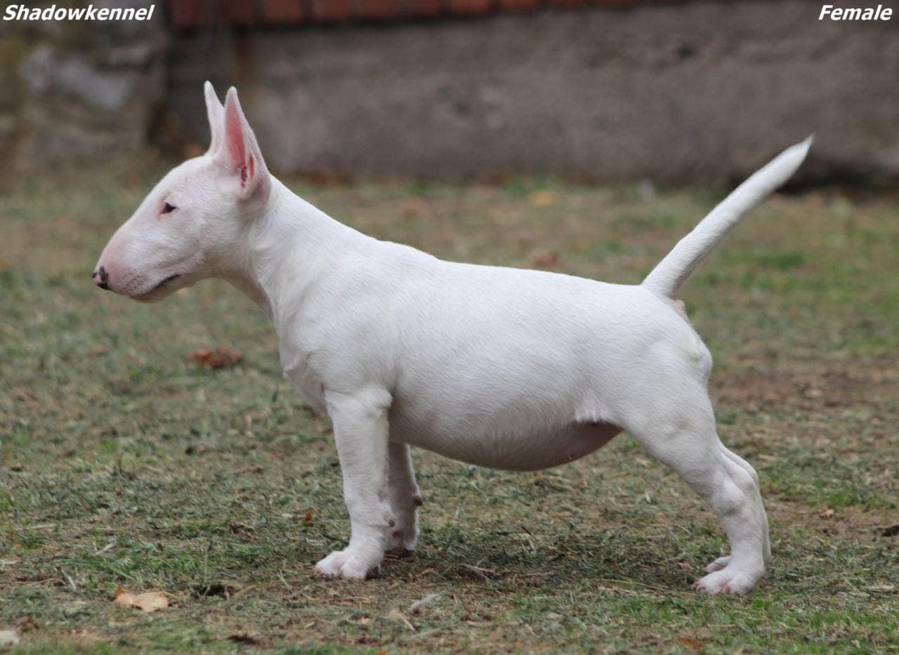 Miniature Bull Terrier — снимка 1