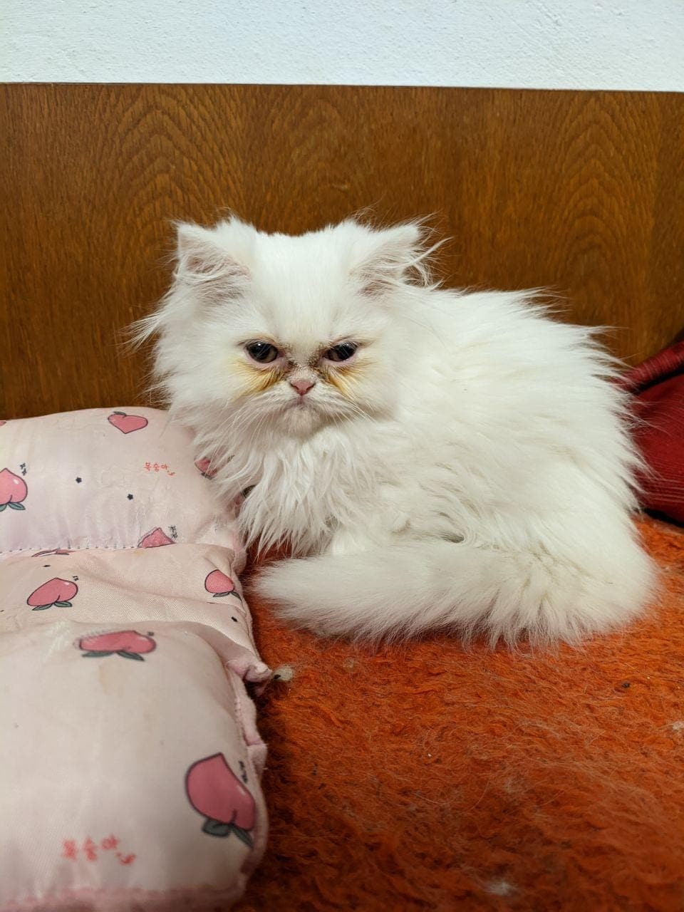 Продавам персийски котенца — снимка 1