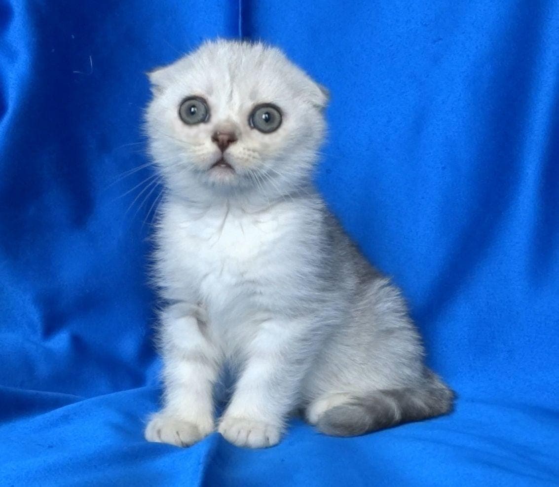 Клепоухи късокосмести котенца — снимка 1