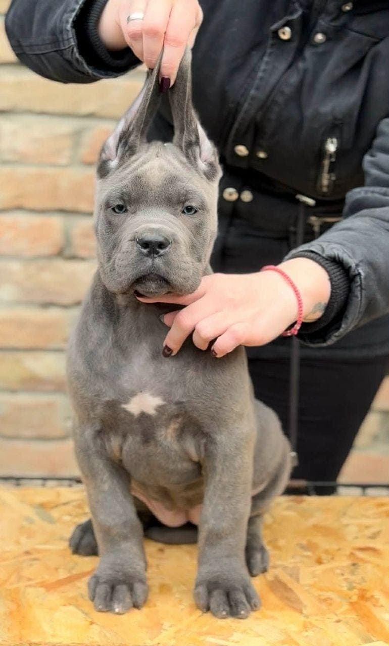 Кане Корсо Италиано кученца — снимка 1