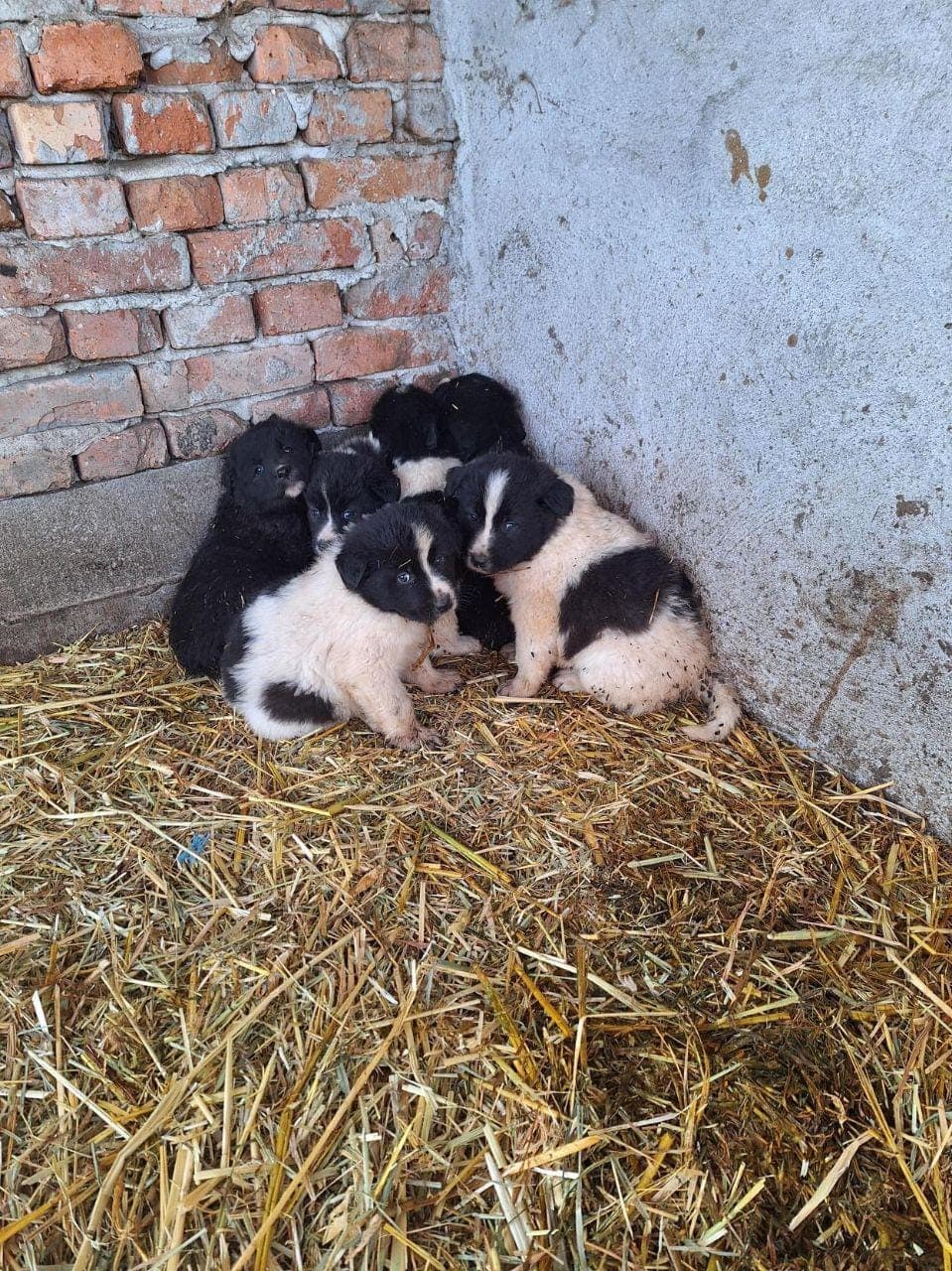Продавам малки каракачанки — снимка 1