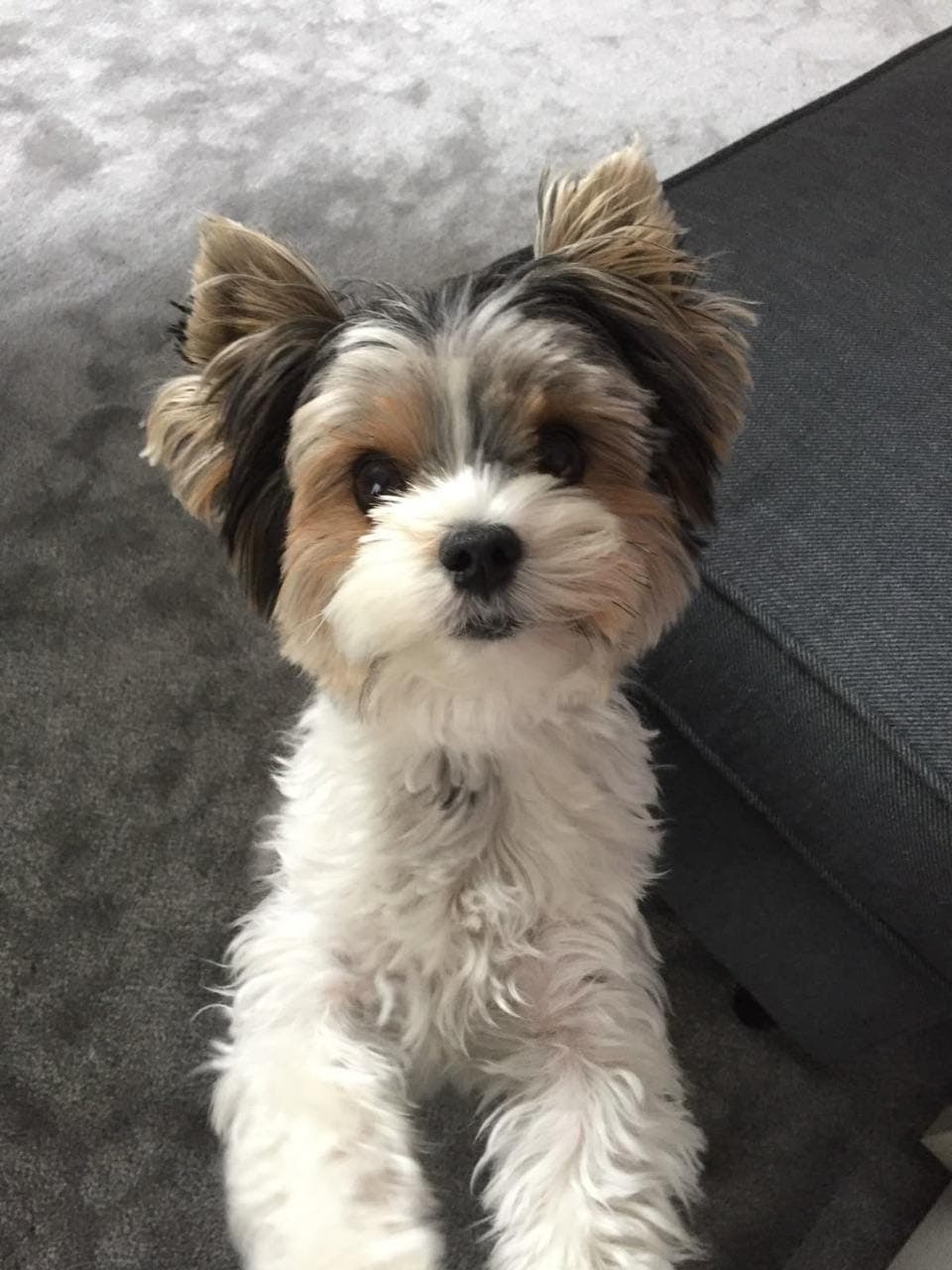 Yorkshire Terrier Biewer — снимка 1