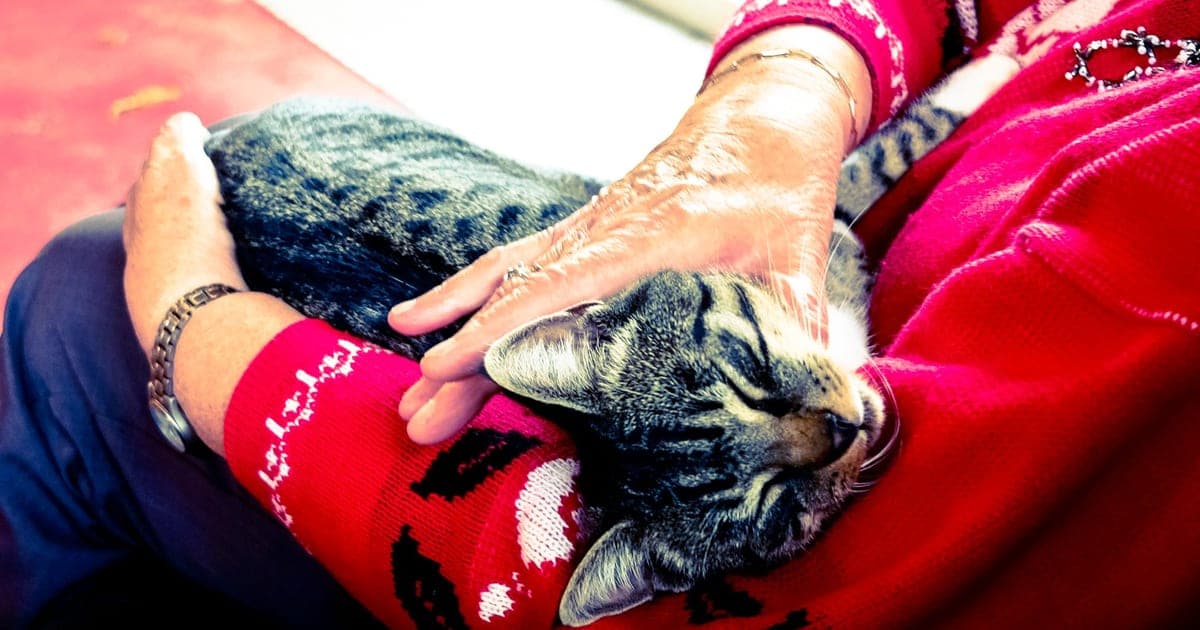 Възрастна жена държи в скута си спяща шарена котка