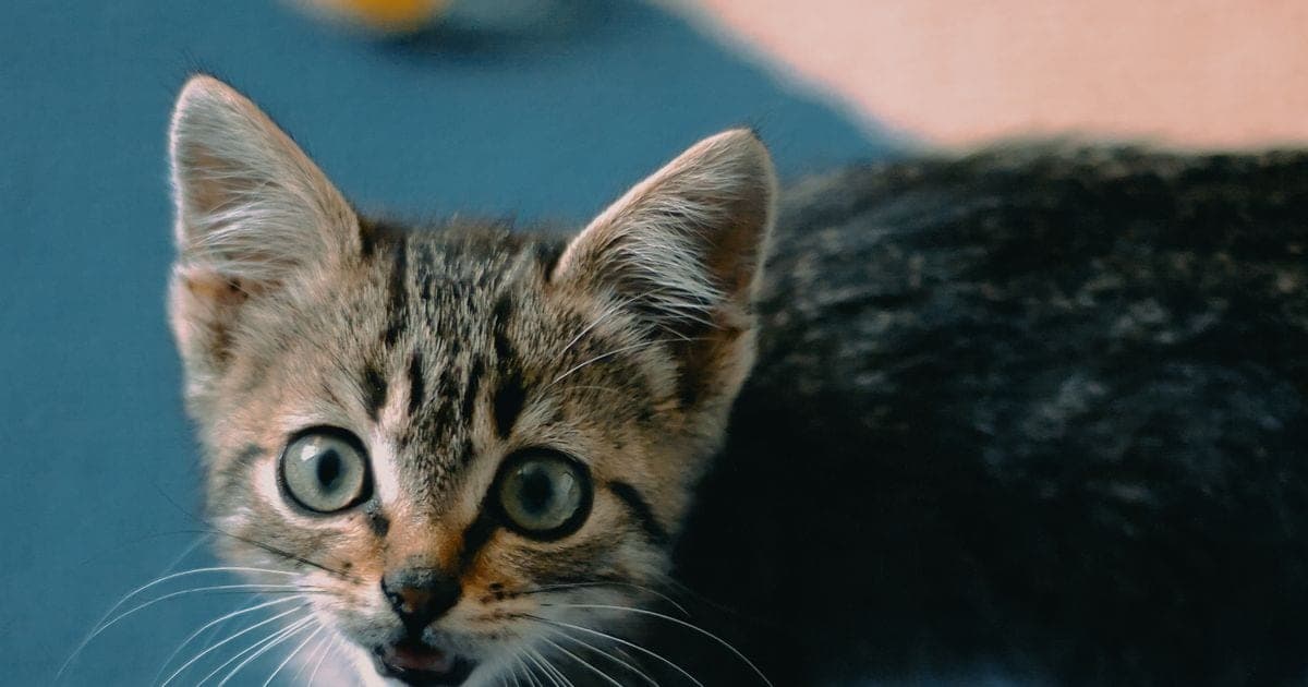 Малко коте, което си играе у дома