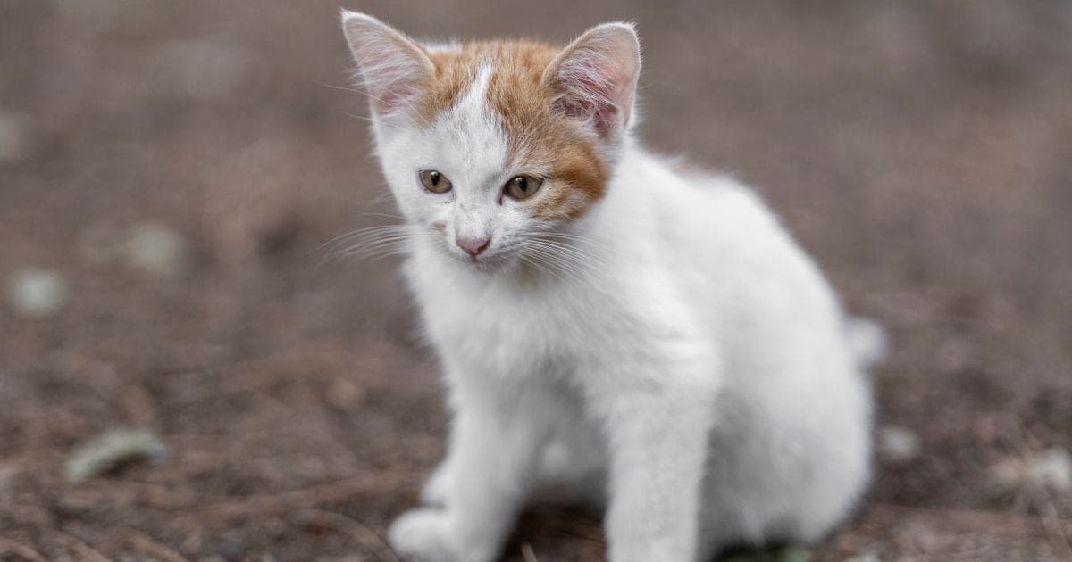 Малко коте, гледащо към камерата