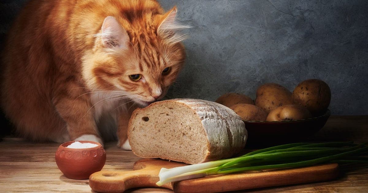 Рижа котка души хляб до пресен лук на кухненска маса