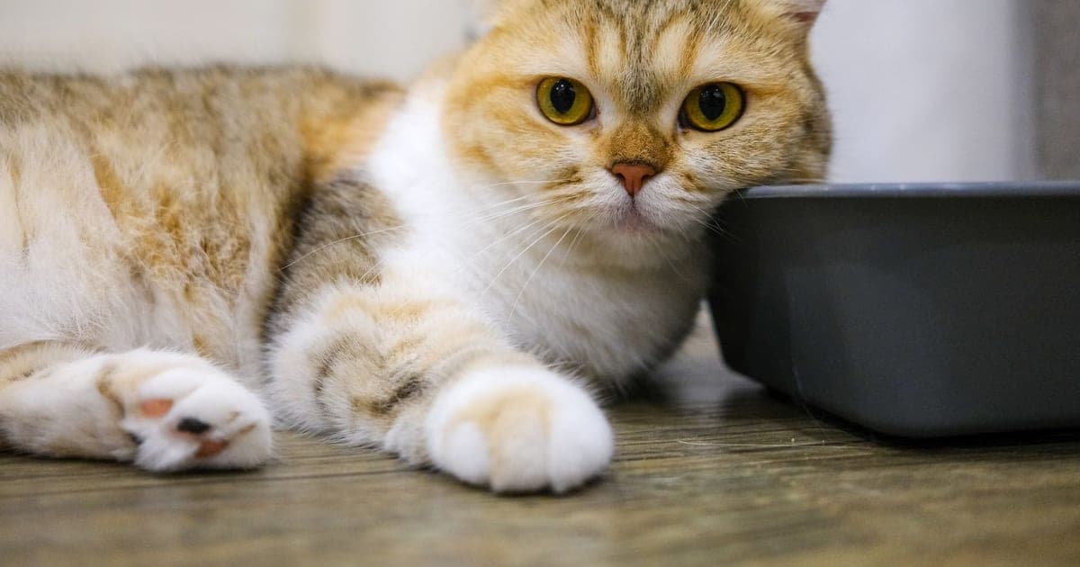 Котка лежи на пода до сива котешка тоалетна