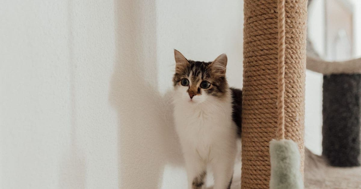 Котка стои до висока драскалка, увита със сизалено въже