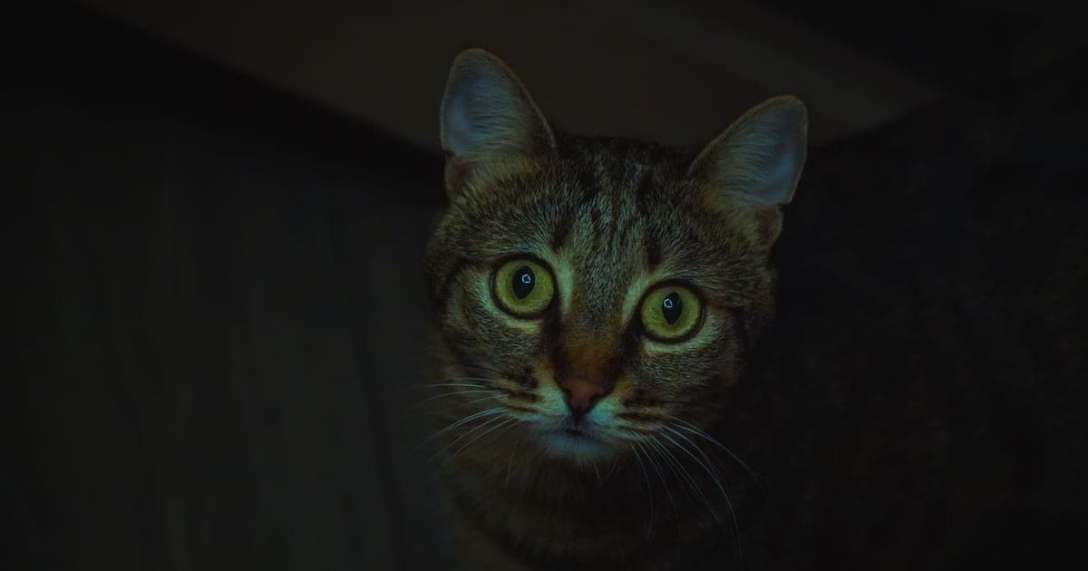 Котка с големи очи гледа в тъмното