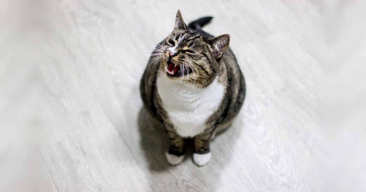 Котка мяука силно у дома