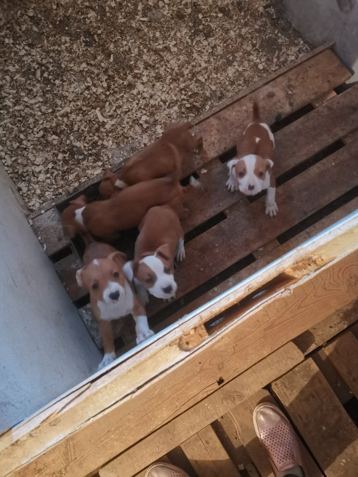 Американски стафордширски териери — снимка 1
