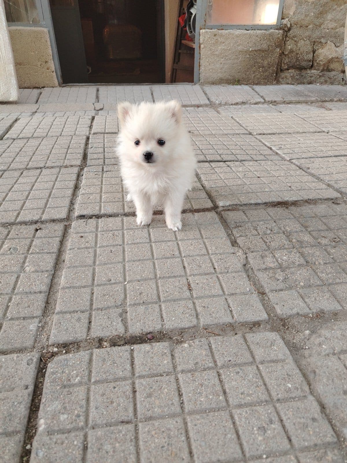4 кученца