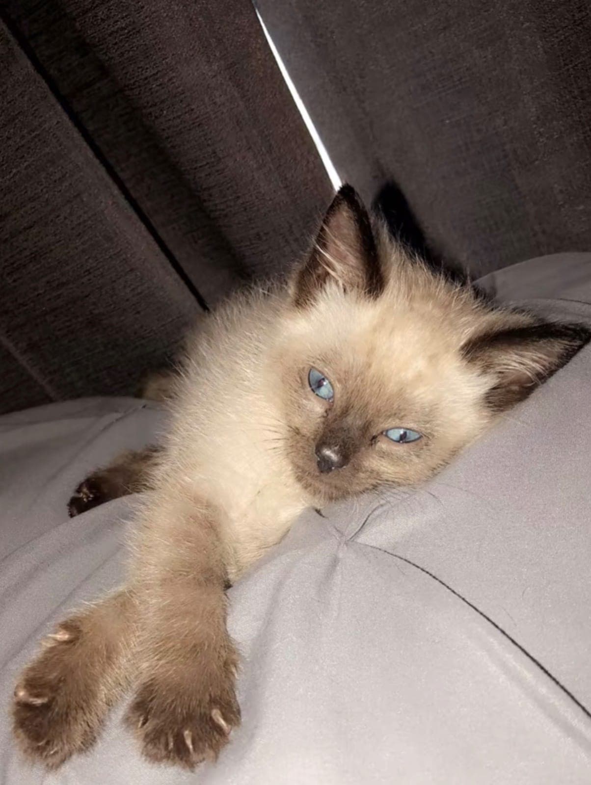 Малко сиамско коте