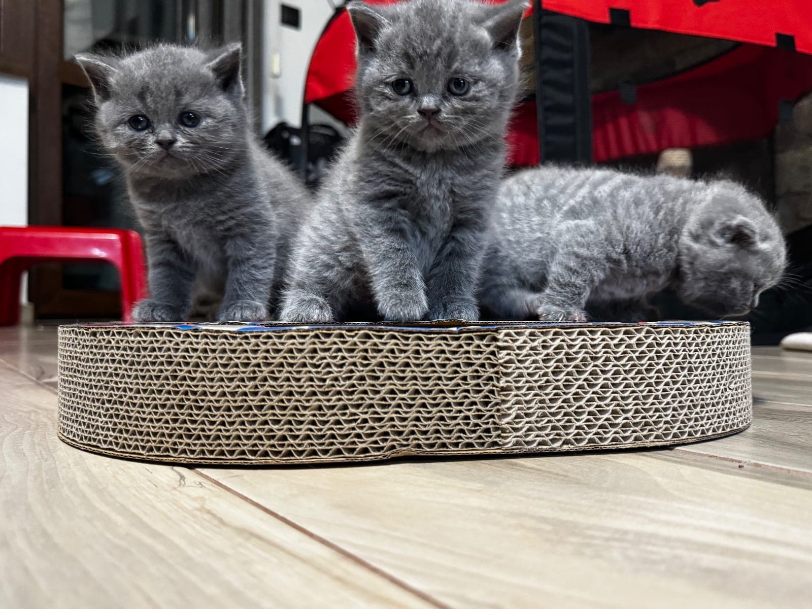 Чистокръвни котета ,британска късокосместа