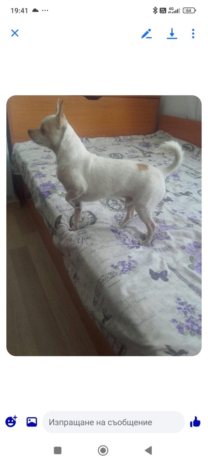 Чихуахуа