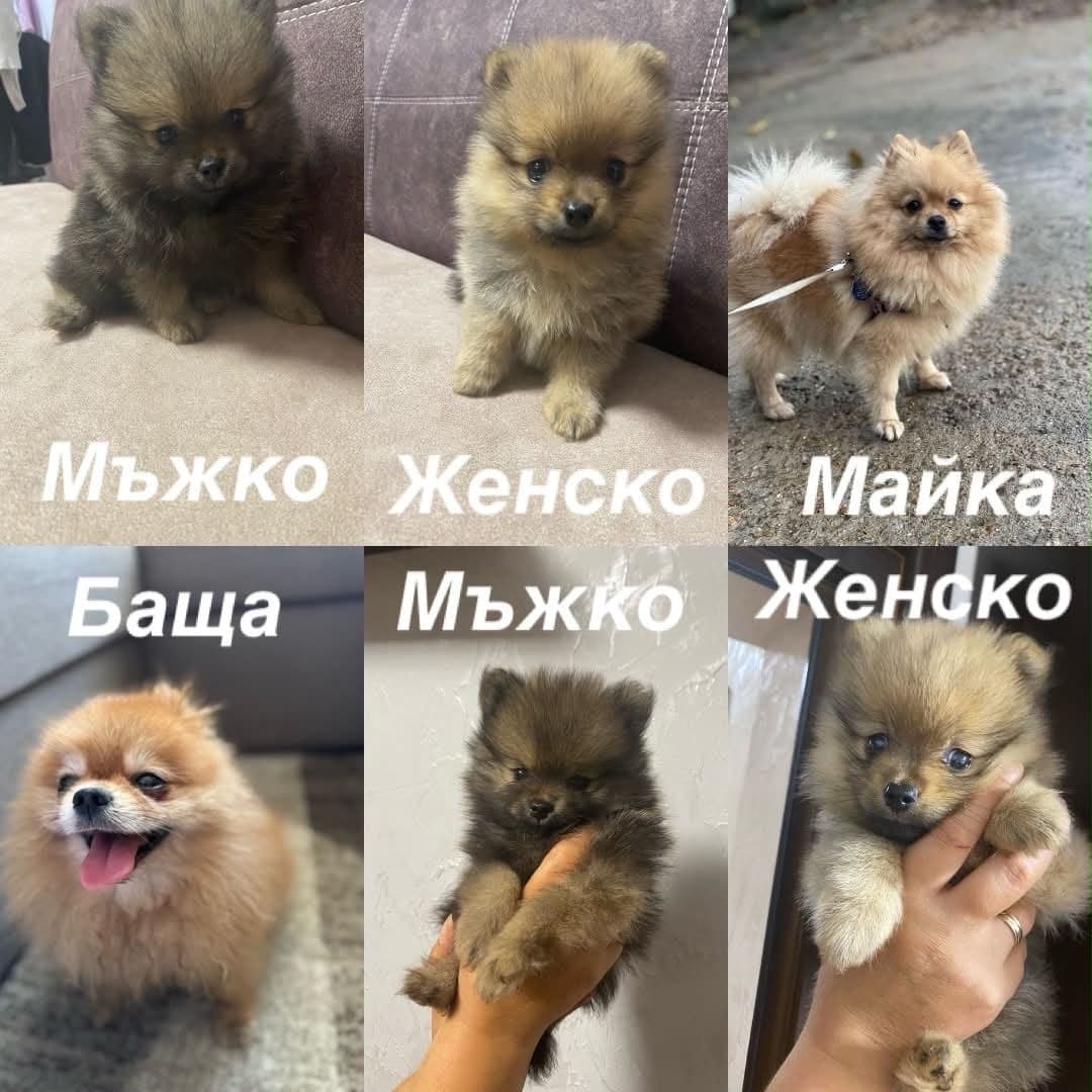 Малки померани- мъжко и женско