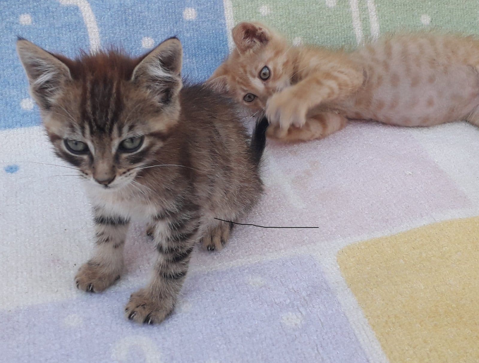 Подарявам галъовни мъжки котета на 2 месеца