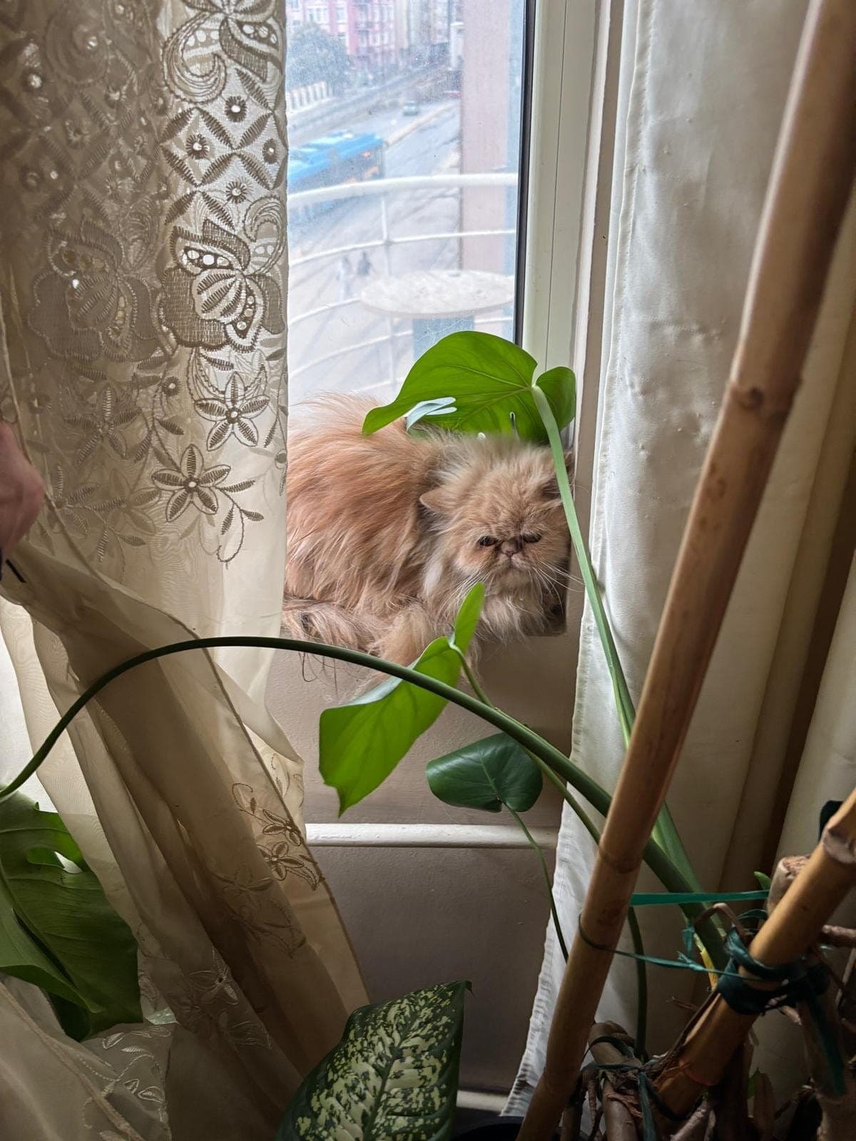 коте женско персийка на 3 г — снимка 1