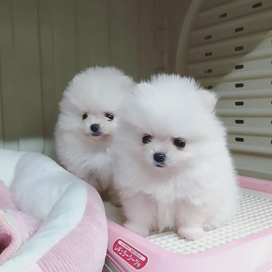 Beautiful Pomeranian puppies for good home