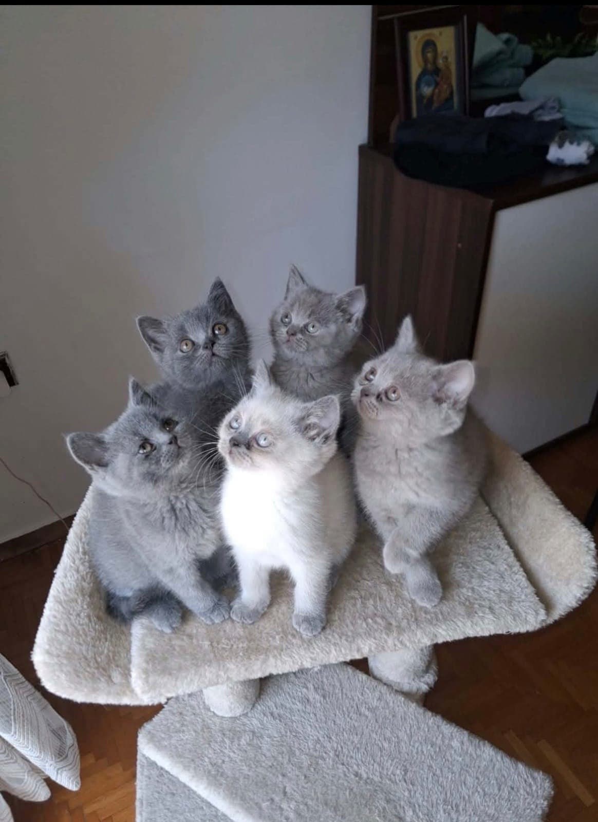 Малки красиви и игриви котенца