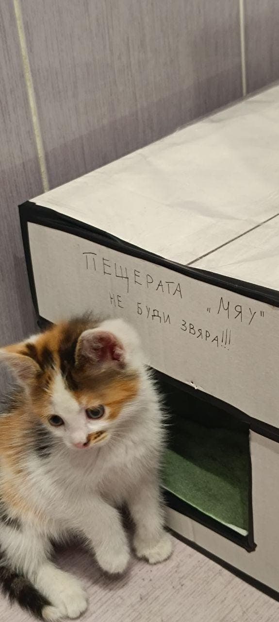 Подарявам трицветно женско коте на около 1-2 месеца