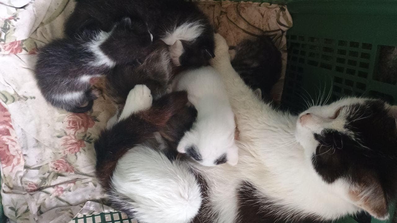 Малки котки