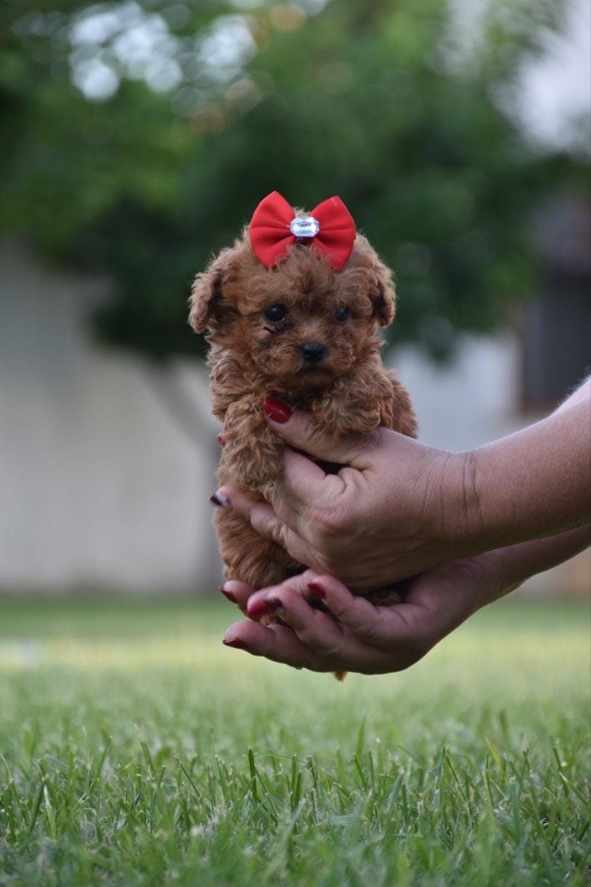 Той пудел (Toy poodle)