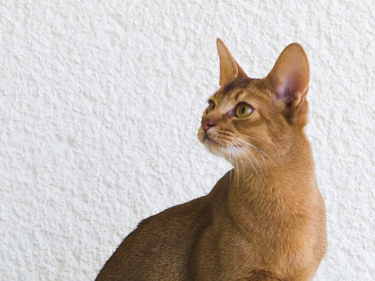 Абисинска котка — снимка