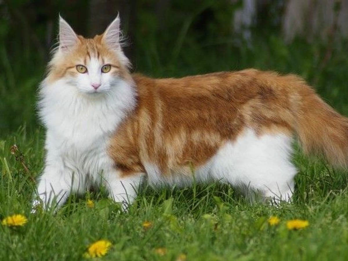 Норвежка горска котка — снимка