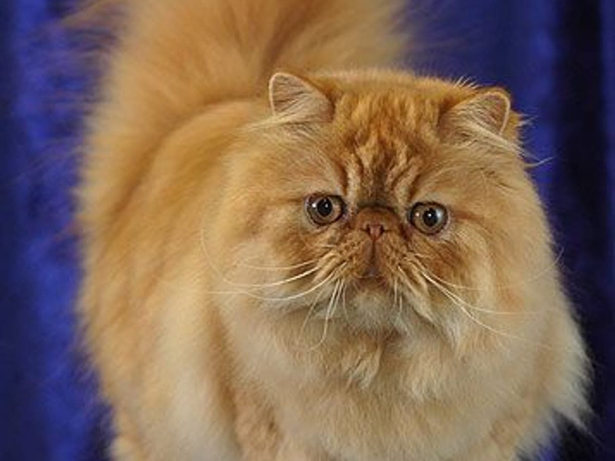 Персийска котка — снимка