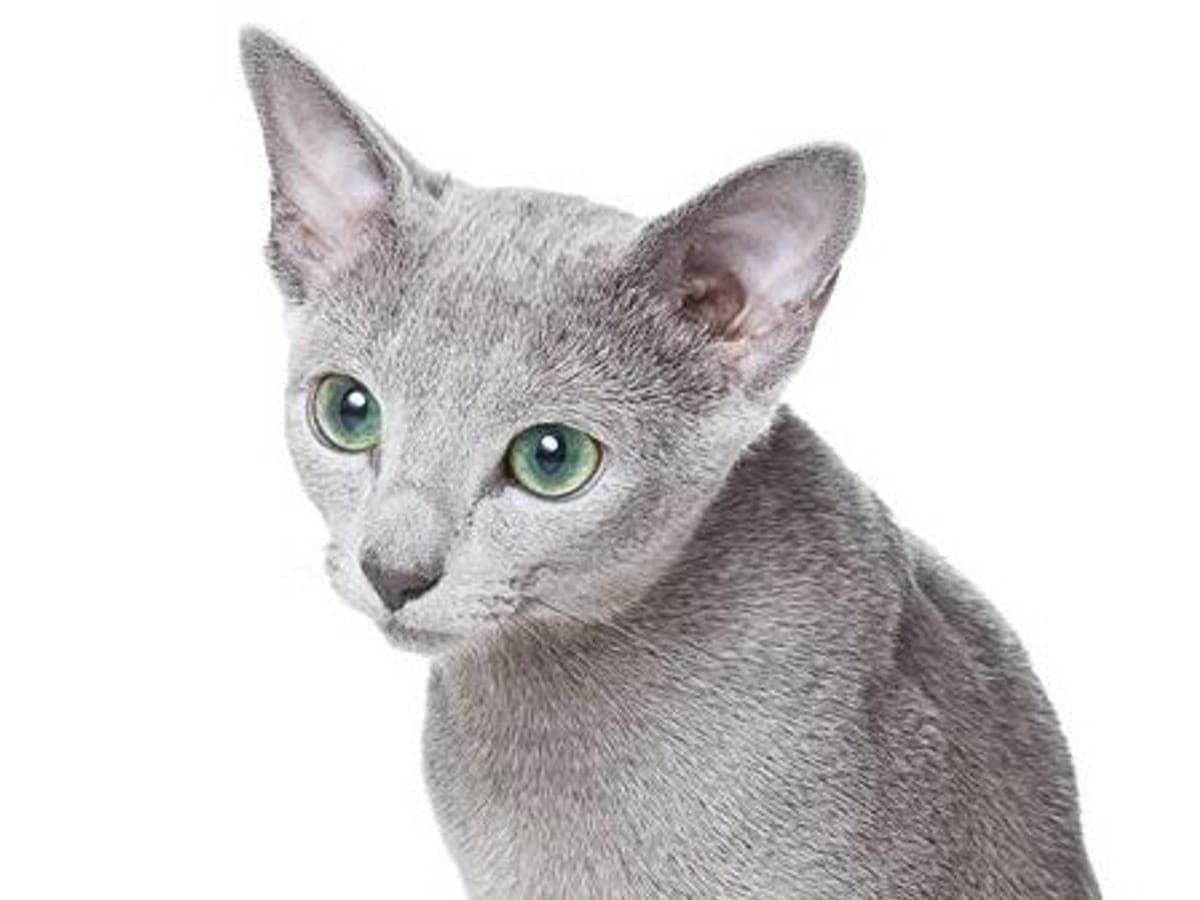 Руска синя котка — снимка