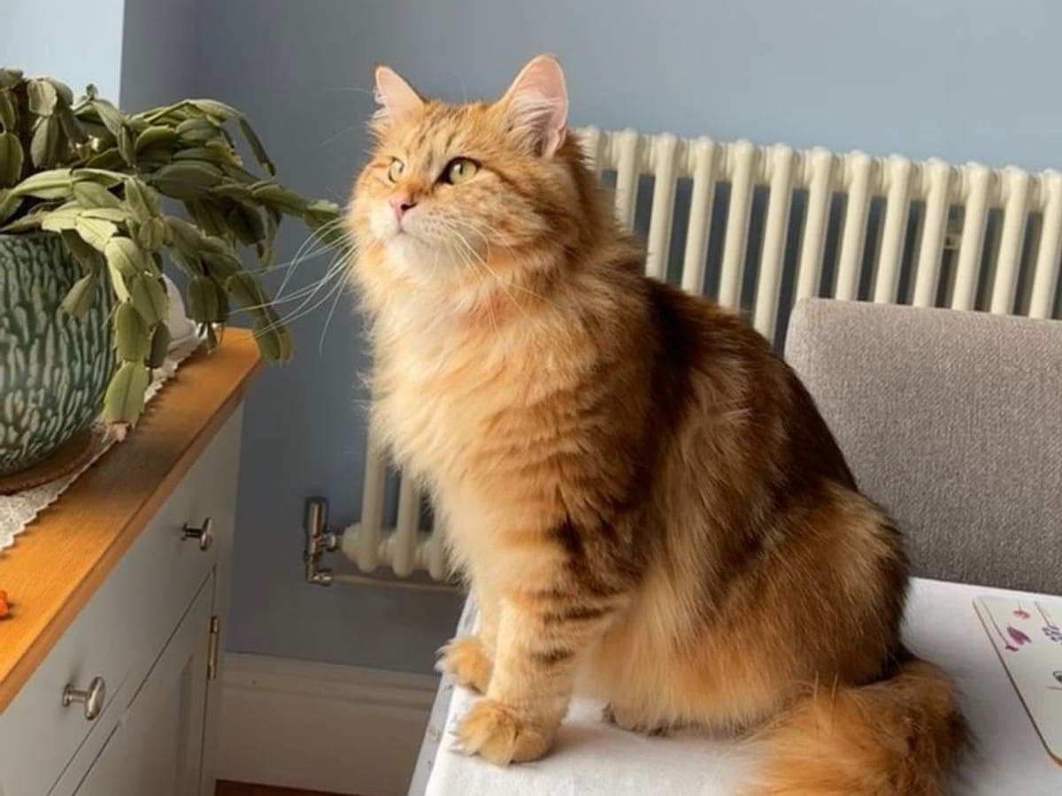 Сибирска котка — снимка