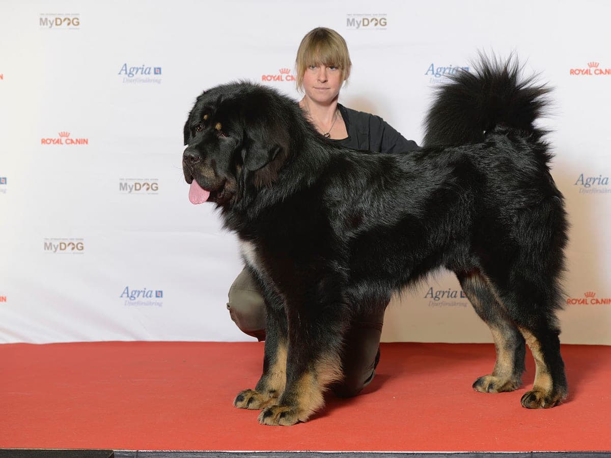 Тибетски Мастиф — снимка