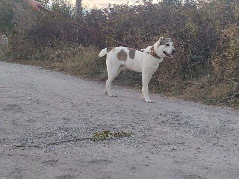 Чистокръвен мъжки азиатец