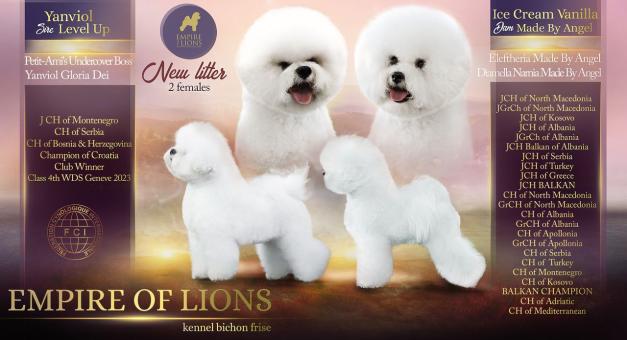 Бишон Фризе, Bichon Frise