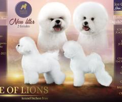 Бишон Фризе, Bichon Frise