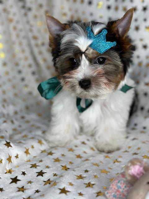 Бивер йорк с родословие FCI Бивър Biewer Yorkshire Terrier