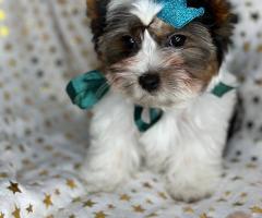 Бивер йорк с родословие FCI Бивър Biewer Yorkshire Terrier