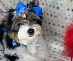 Бивер йорк с родословие FCI Бивър Biewer Yorkshire Terrier