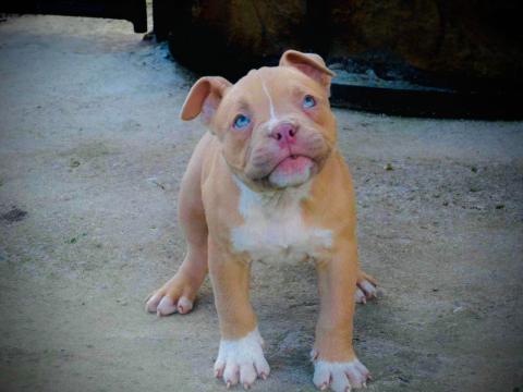 American bully Pocket