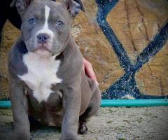 American bully Pocket