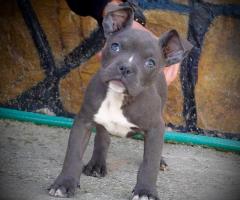 American bully Pocket